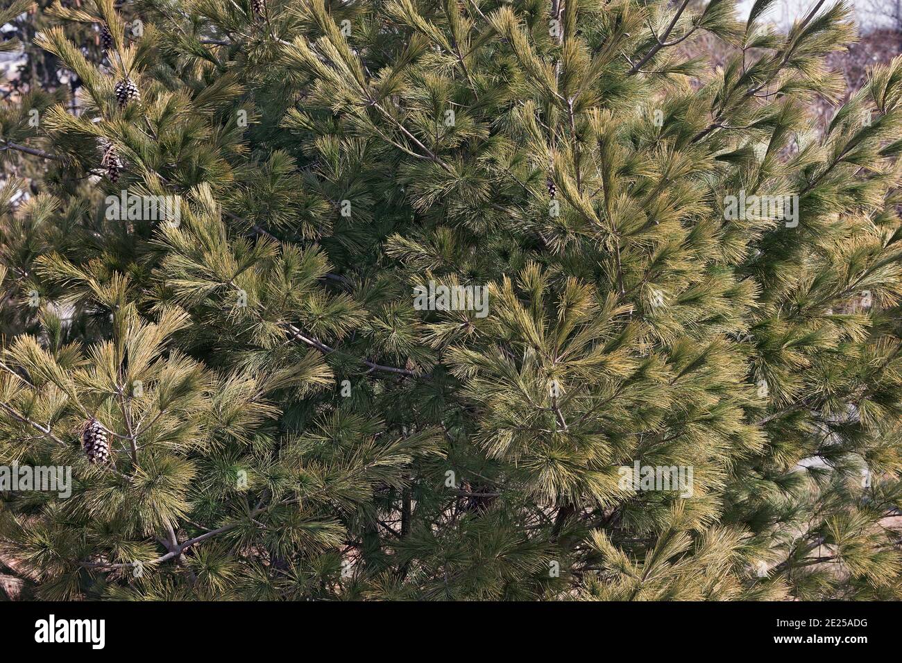 Loui Eastern white pine (Pinus strobus ‘Louie’ Stock Photo - Alamy