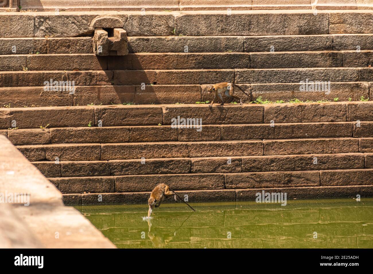 Toque macaque monkey, Macaca sinica, Sri Lanka. Monkeys in an old stone pool in Anuradhapura Stock Photo