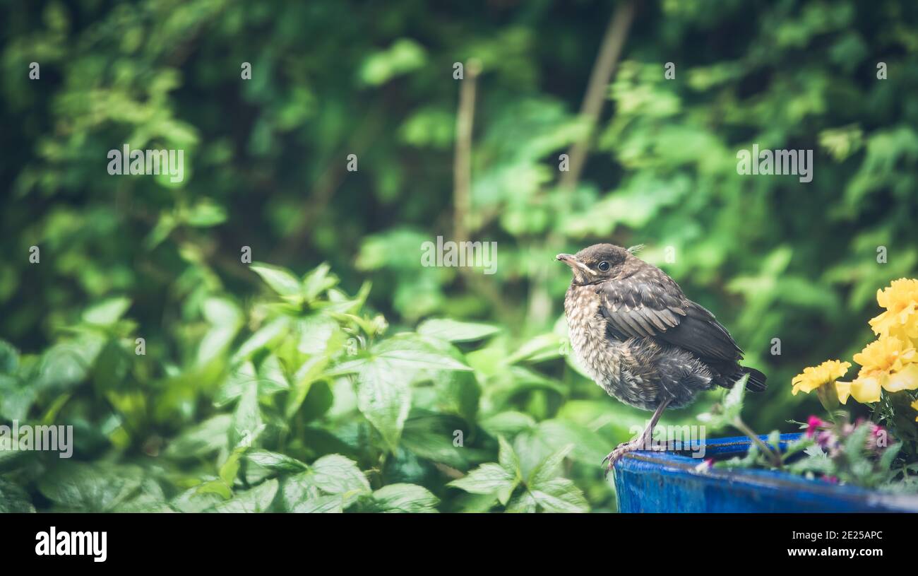 Young blackbird alone posed on a blue pottery, with copy space Stock Photo