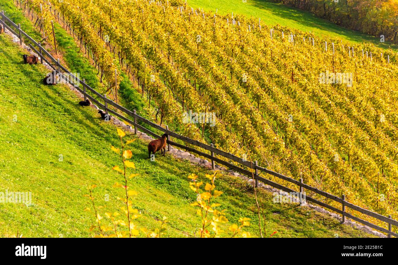 Autumnal view of the valley of the Eisack in South Tyrol - Eisacktal - northern Italy - Europe. Landscape photography Stock Photo