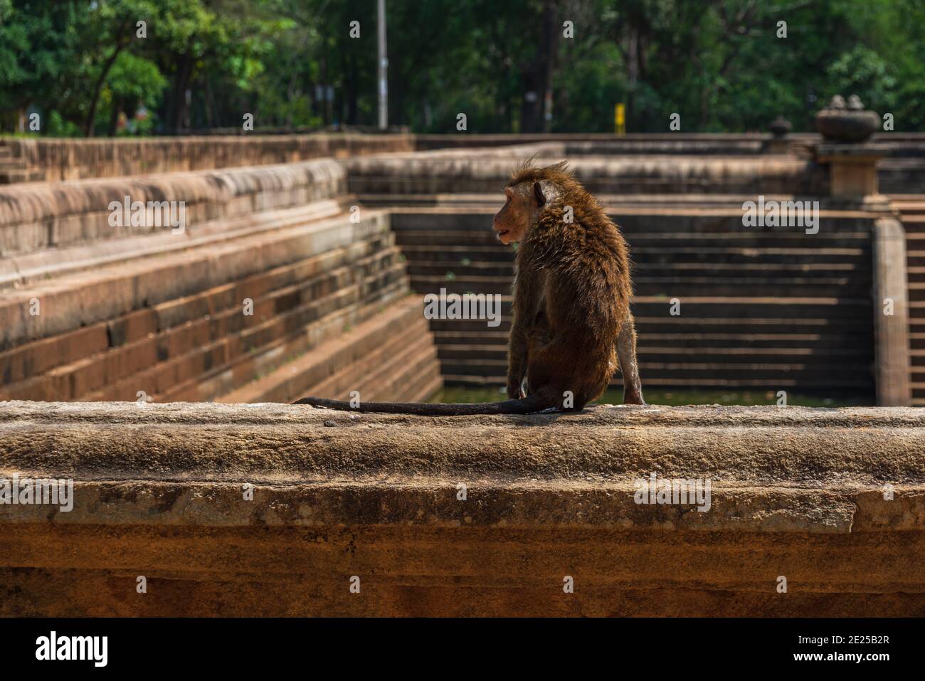 Toque macaque monkey, Macaca sinica, Sri Lanka. Monkeys in an old stone pool in Anuradhapura Stock Photo