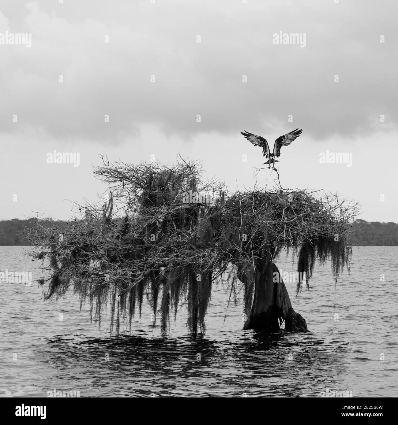 OSPREY AGUILA PESCADORA (Pandion haliaetus) also called sea hawk