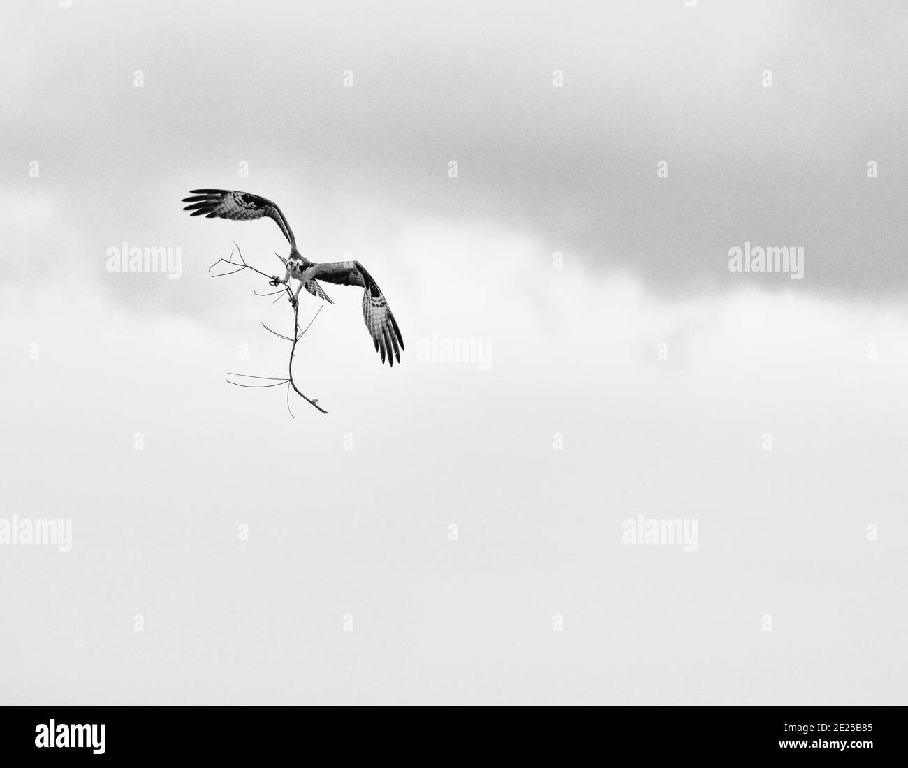 OSPREY AGUILA PESCADORA (Pandion haliaetus) also called sea hawk
