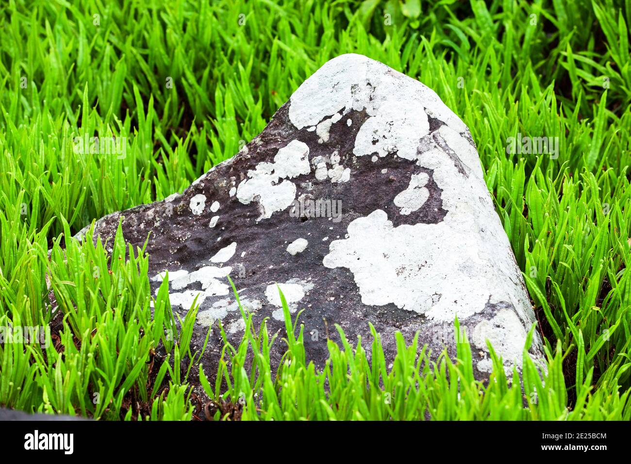 An ancient large rock isolated on green fern field, lichen growing in ancient rock, lush fern leaves in springtime. Phu Hin Rong Kla National Park. Stock Photo