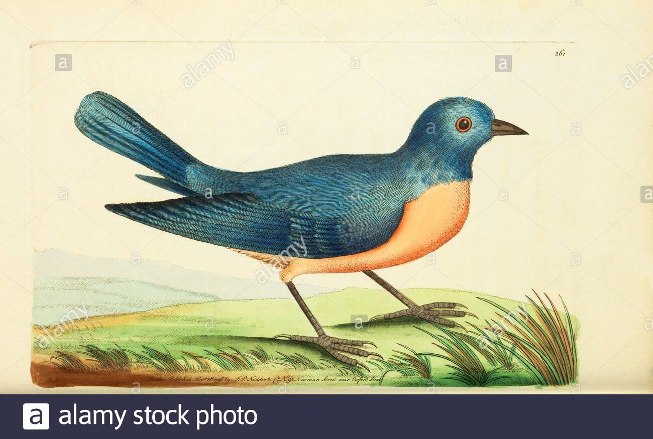 Eastern Bluebird (Sialis sialis), vintage illustration published in The Naturalist's Miscellany from 1789 Stock Photo
