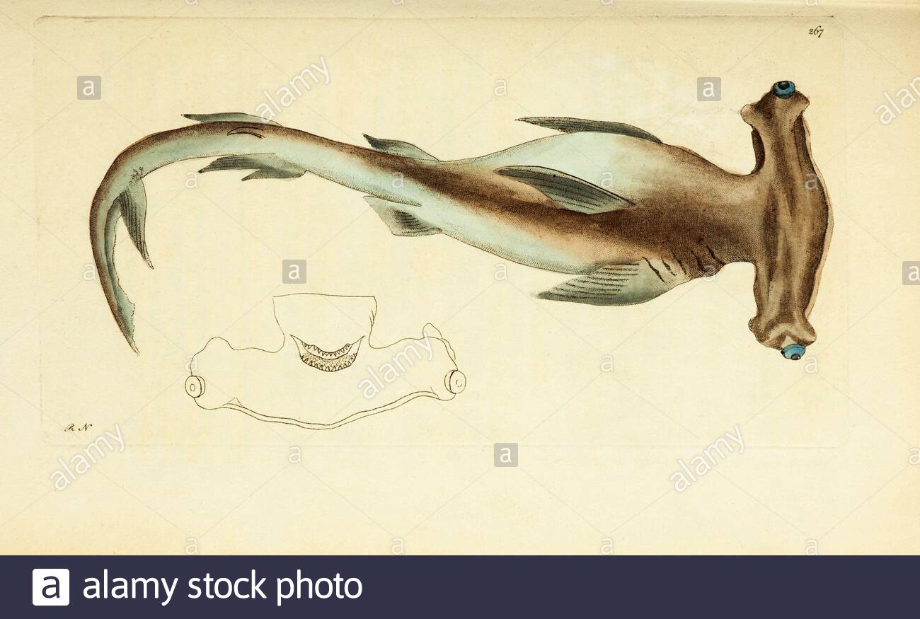 Hammerhead Shark (Sphyrna zygaena), vintage illustration published in The Naturalist's Miscellany from 1789 Stock Photo