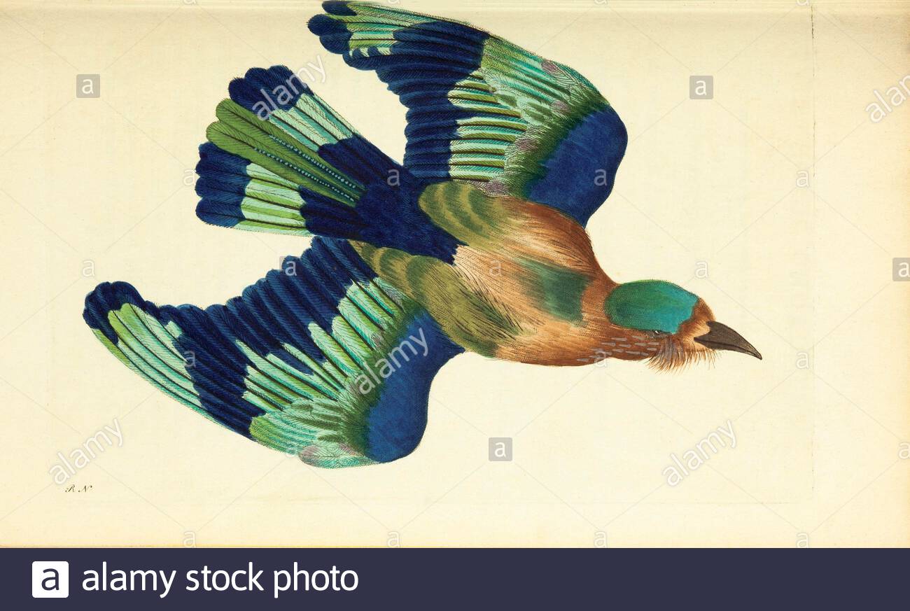 Indian Roller (Coracias benghalensis), vintage illustration published in The Naturalist's Miscellany from 1789 Stock Photo