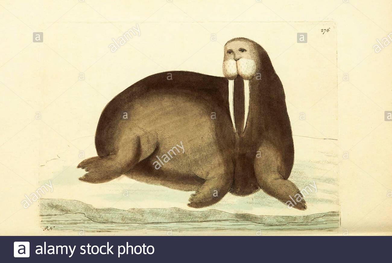 Walrus (Odobenus rosmarus), vintage illustration published in The Naturalist's Miscellany from 1789 Stock Photo