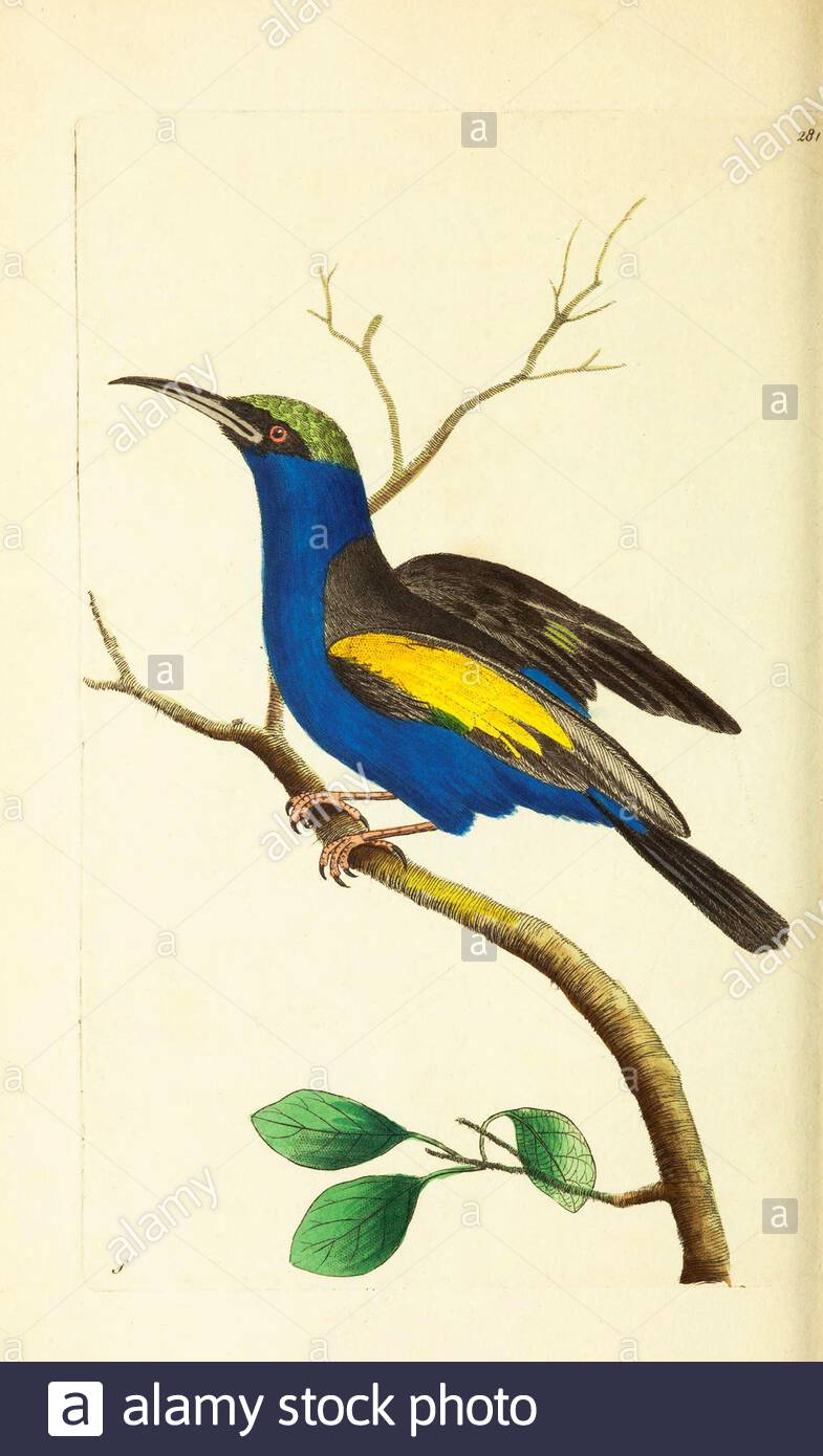 Red-legged Honeycreeper (Cyanerpes cyaneus), vintage illustration published in The Naturalist's Miscellany from 1789 Stock Photo