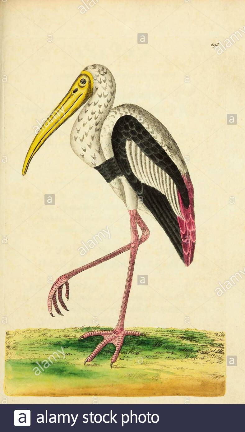 Painted Stork (Mycteria leucocephala), vintage illustration published in The Naturalist's Miscellany from 1789 Stock Photo