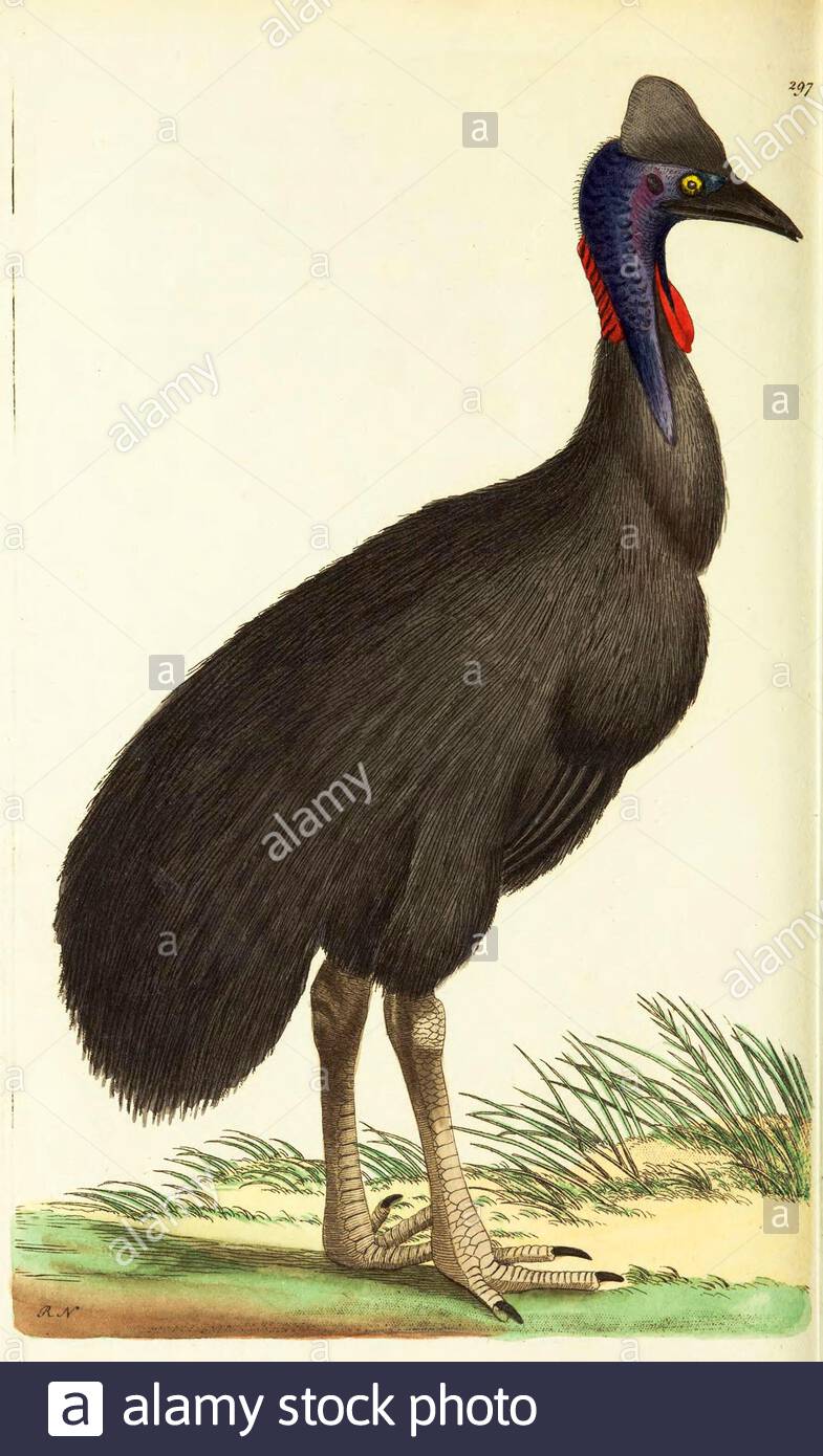 Southern Cassowary (Casuarius casuarius), vintage illustration published in The Naturalist's Miscellany from 1789 Stock Photo