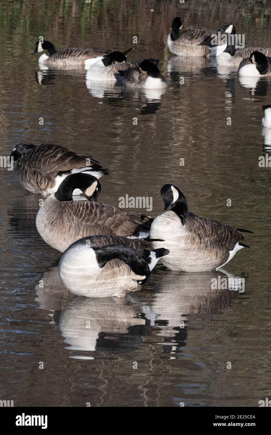 Canadian goose cleaning hires stock photography and images Alamy