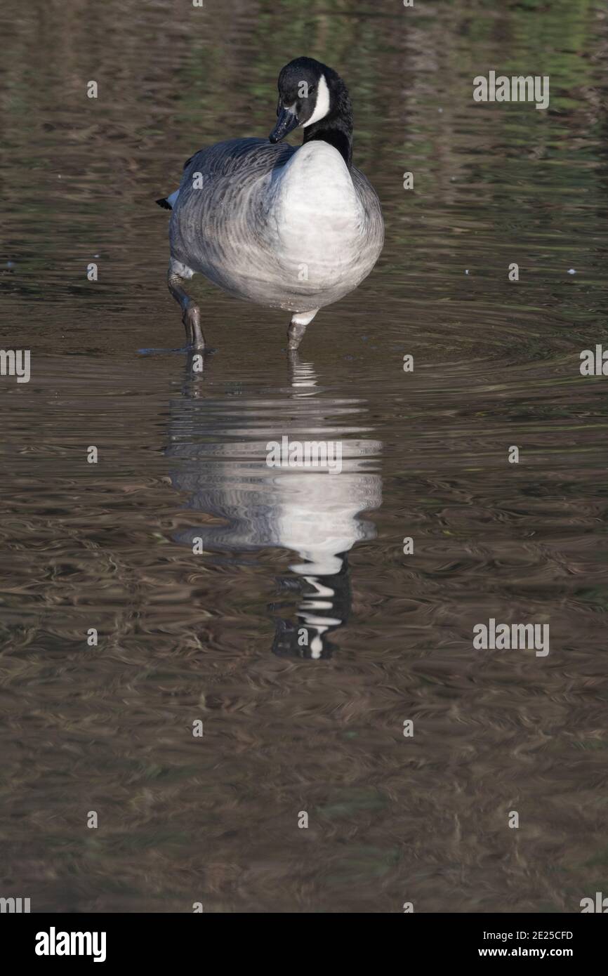 Canadian goose cleaning hires stock photography and images Alamy