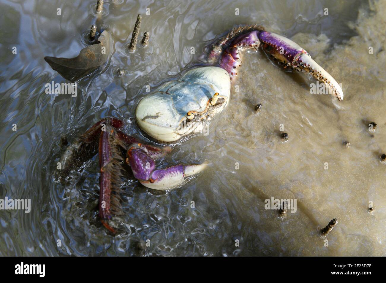 Crab fishing, Kourou, French Guiana. During the dry season, at low tide