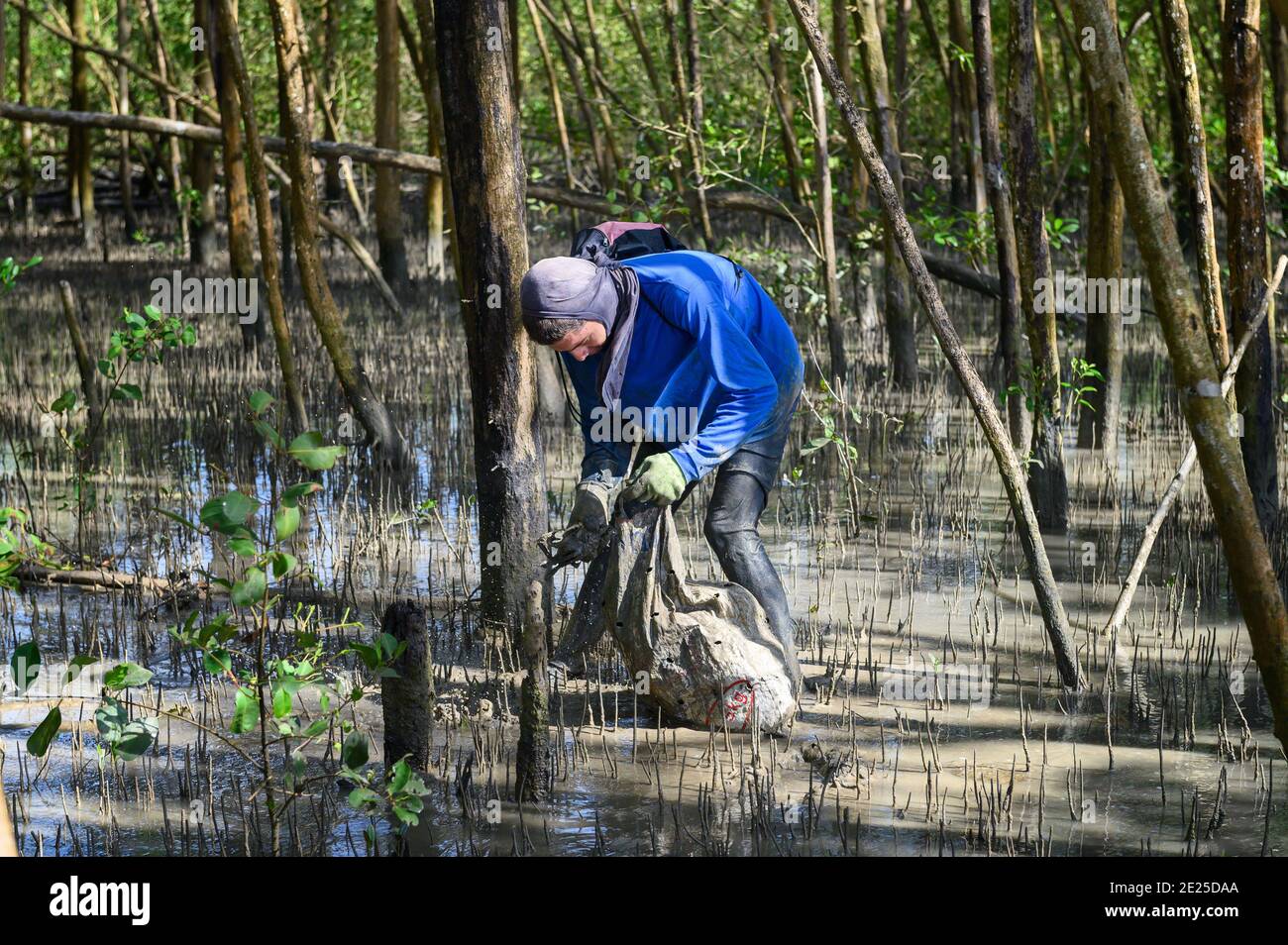 Crab fishing, Kourou, French Guiana. Fisherman searching for crabs at low tide, in the mangrove Stock Photo