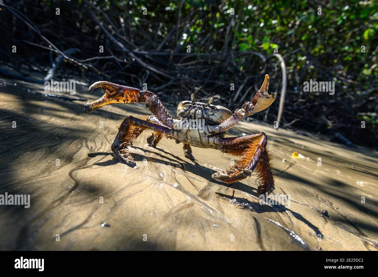 Crab fishing, Kourou, French Guiana. Crab on the edge of a mangrove sandbar Stock Photo