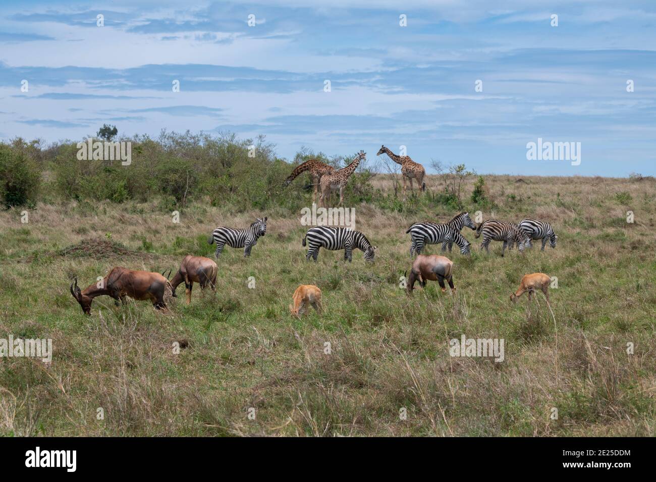 Africa, Kenya, Serengeti Plains, Maasai Mara. Plains zebra aka common or Burchell's zebra (WILD: Equus burchellii) Masai giraffe Stock Photo