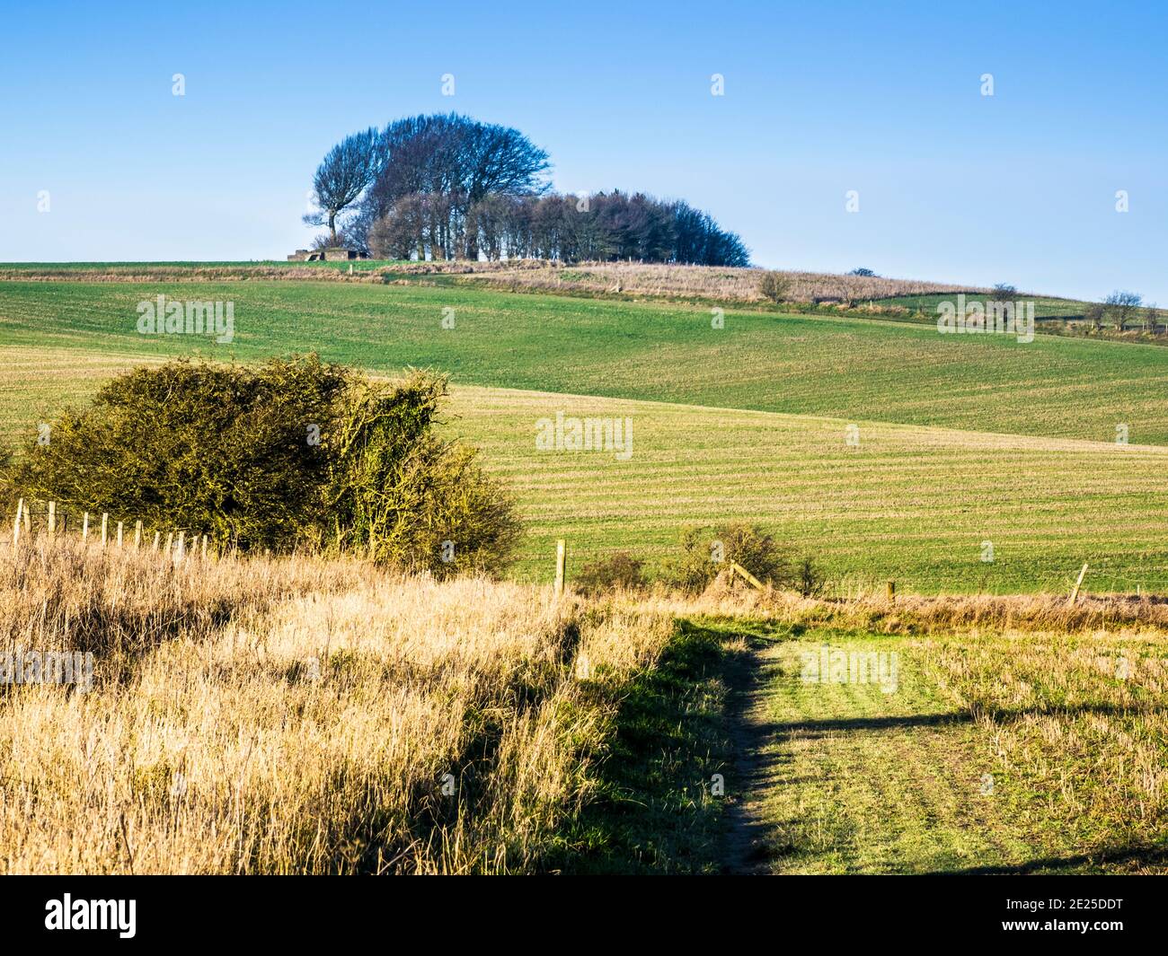A sunny winter's morning on the Marlborough Downs in Wiltshire looking towards Liddington Hill. Stock Photo