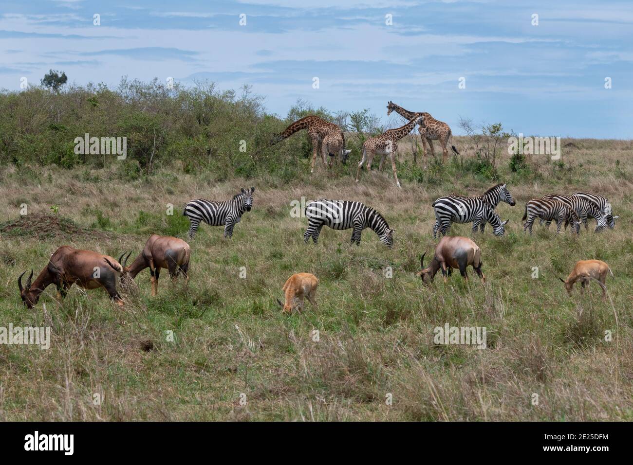Africa, Kenya, Serengeti Plains, Maasai Mara. Plains zebra aka common or Burchell's zebra (WILD: Equus burchellii) Masai giraffe Stock Photo