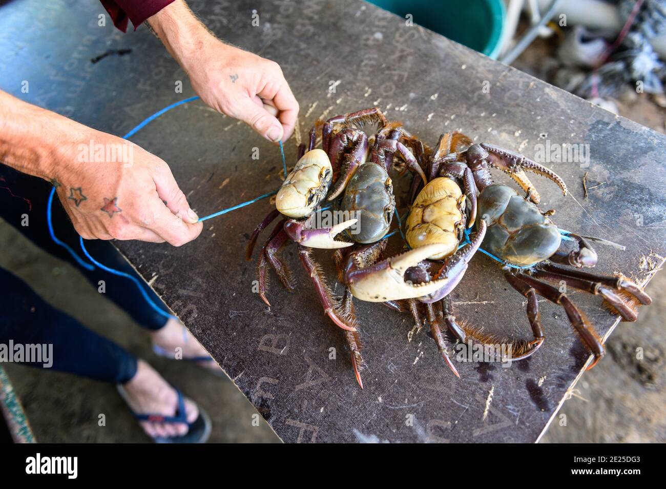 Crab fishing, Kourou, French Guiana. After fishing, the crabs are