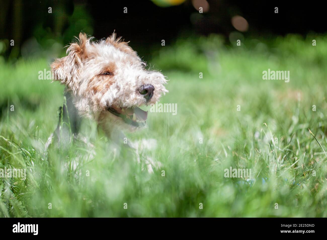 Close up shot of a happy and cute Wire Haired Fox Terrier dog between among  blades of grass in a spring garden. High quality photo Stock Photo - Alamy