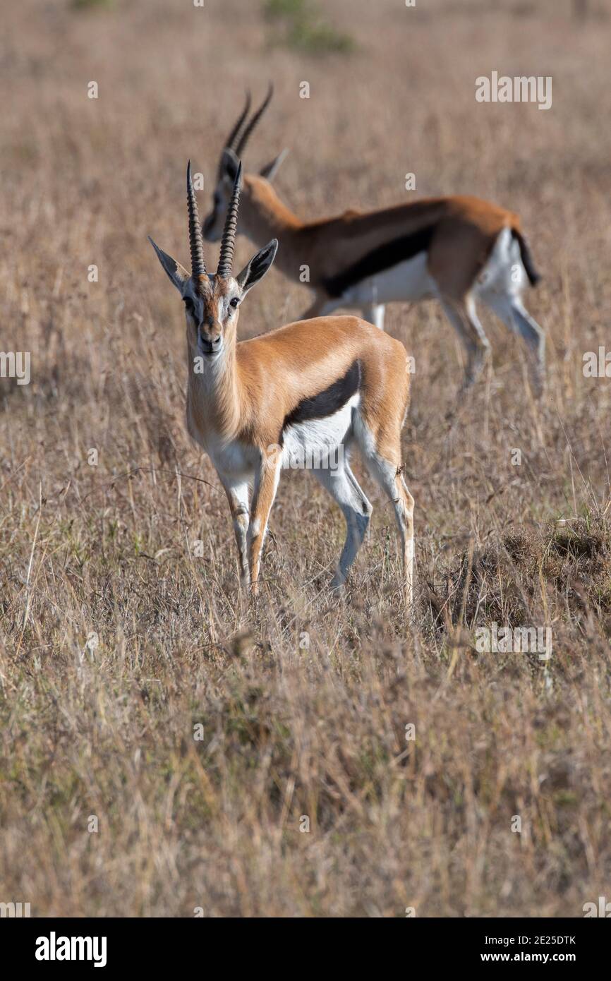 Africa, Kenya, Laikipia Plateau, Northern Frontier District, Ol Pejeta Conservancy. Thomson's gazelle (Wild: Gazella thomsonii) Stock Photo
