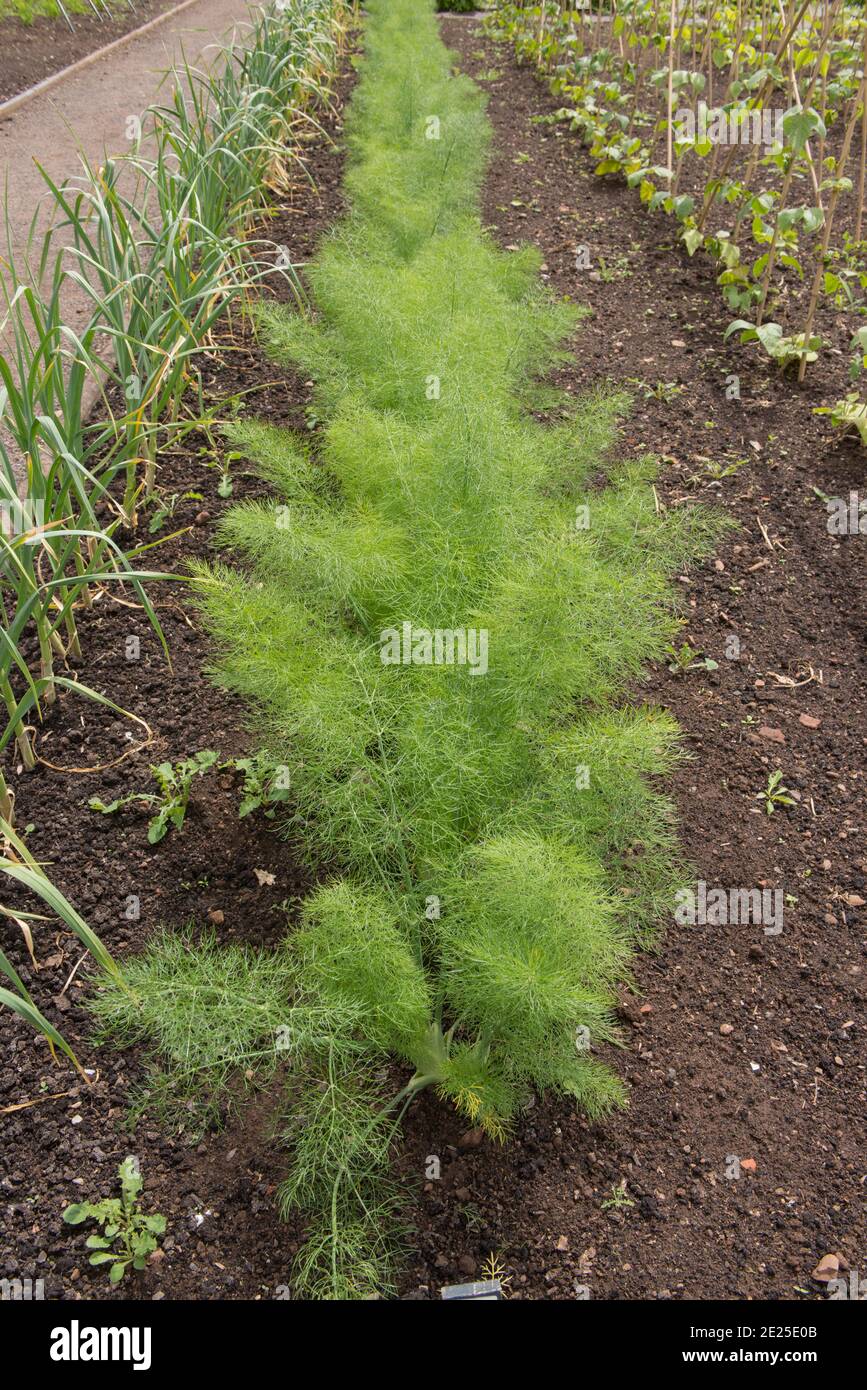 Home Grown Organic Florence Fennel (Foeniculum vulgare 'Zefa Fino