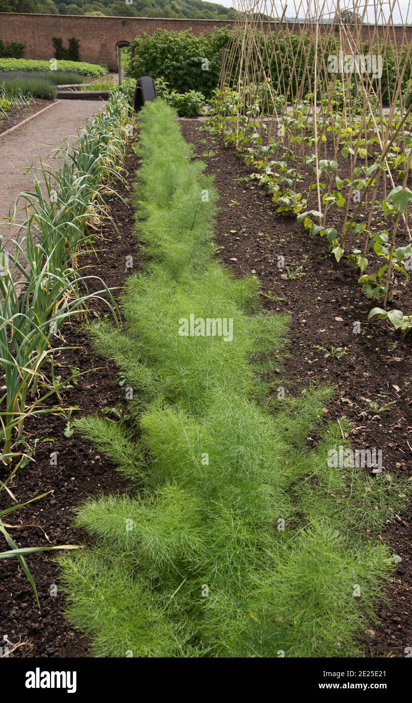 Home Grown Organic Florence Fennel (Foeniculum vulgare 'Zefa Fino