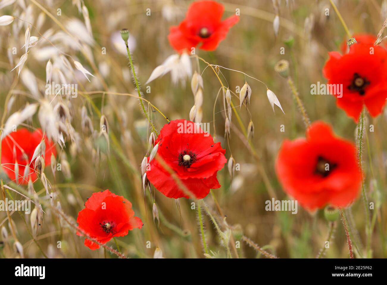 Poppies in Giverny, France Stock Photo