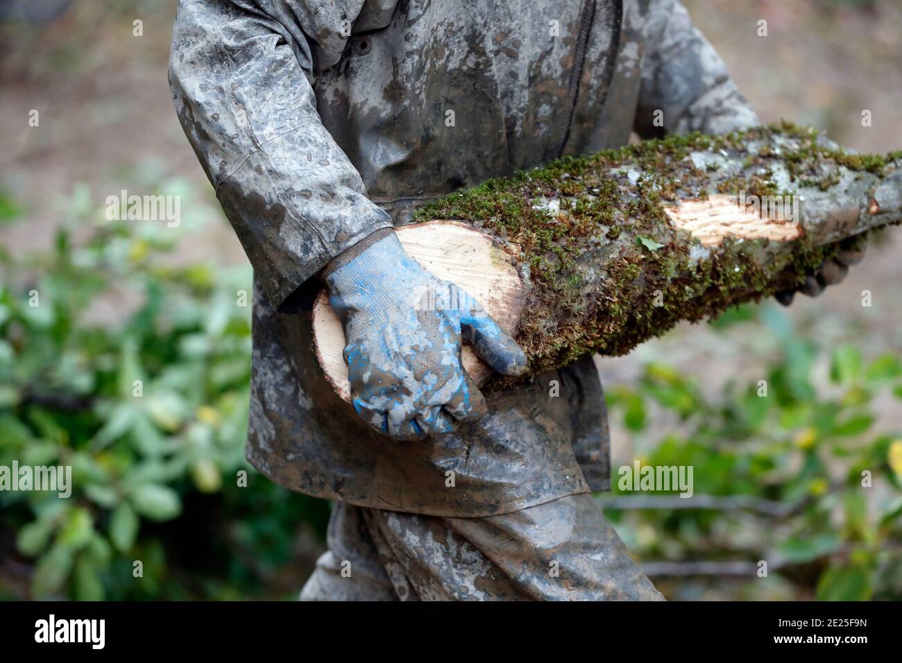 Lumberjack at work. France Stock Photo Alamy