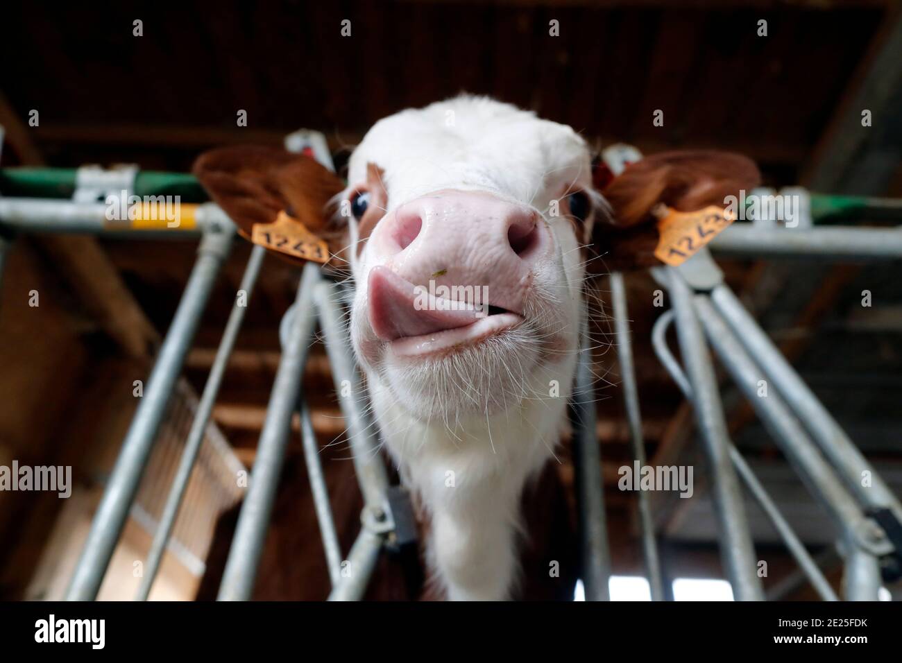 Traditional farm in the French Alps. Young calf in an enclosure