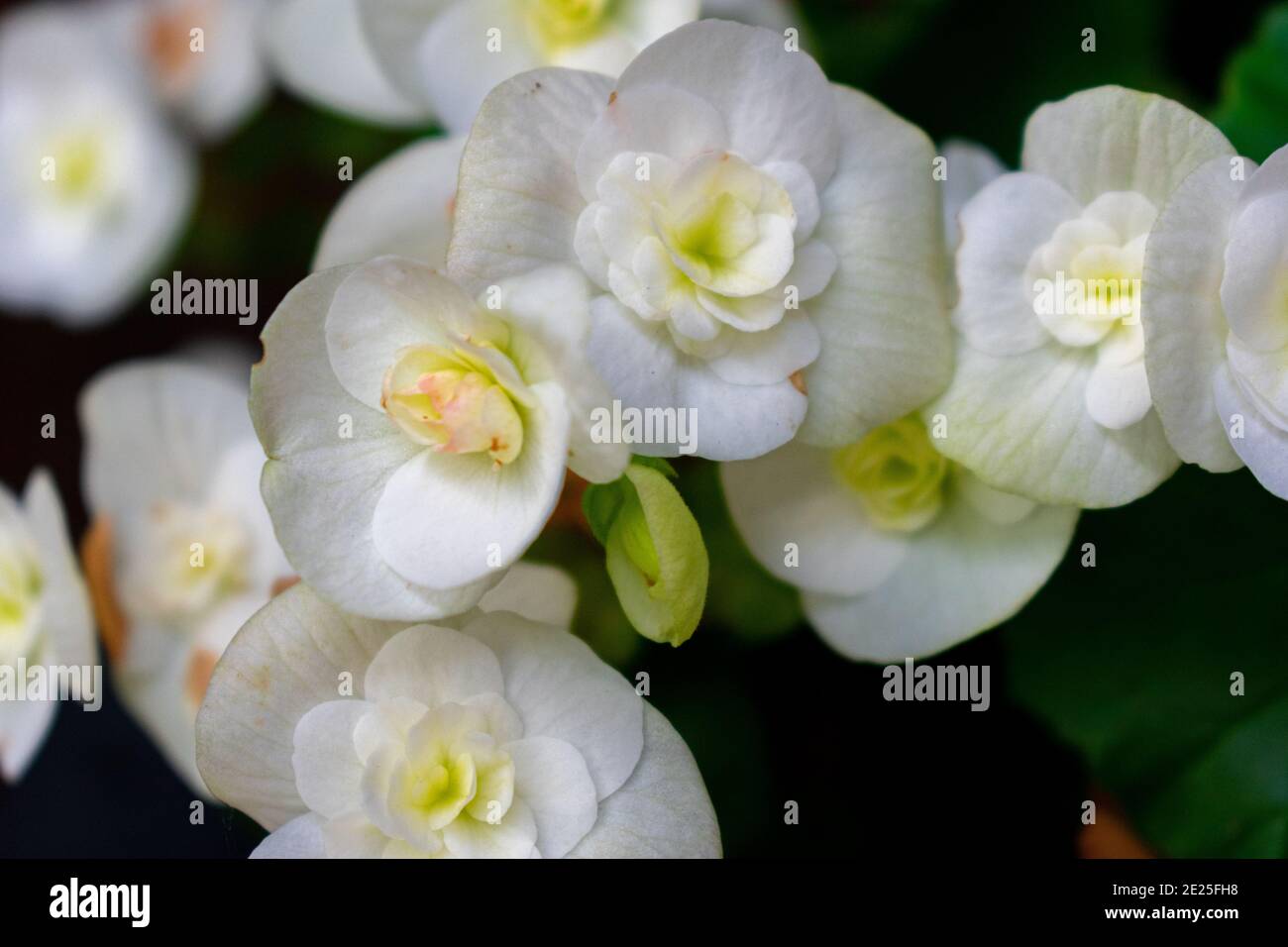 White flowers yellow center hi-res stock photography and images - Alamy