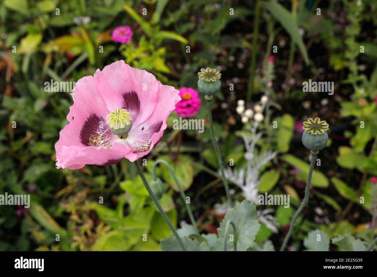 Flowers in Claude Monet's garden in Giverny, France. Stock Photo