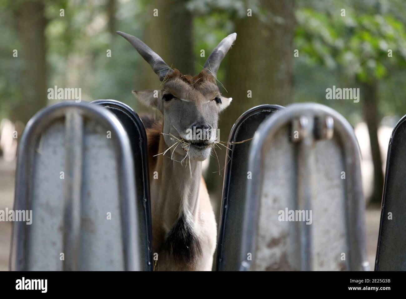 Bongo eating in Thoiry zoo park, France Stock Photo
