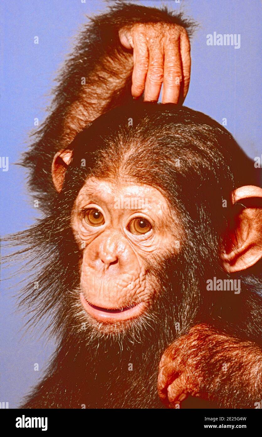 Young Male Chocolate Chimpanzee,   (Pan troglodytes.)   A very rare colour form.   From West Africa. Stock Photo