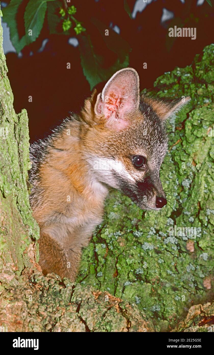 Young Female North American Gray Fox,  (Urocyon cinereoargenteus,) from USA and Canada south to Venezuela. Stock Photo