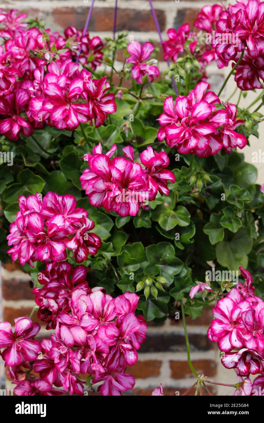 Flowers in Beaumesnil, France Stock Photo