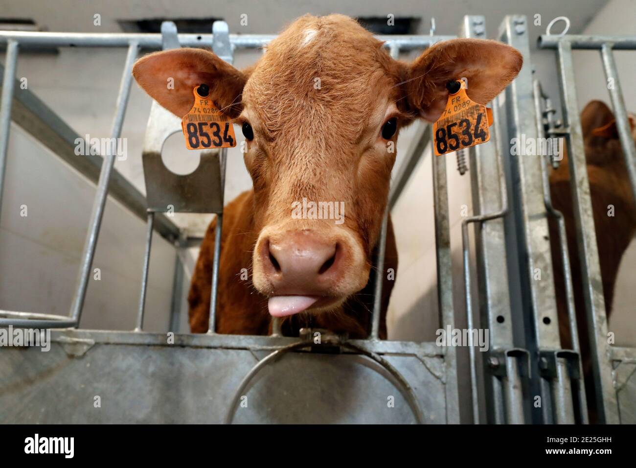 Traditional farm in the French Alps. Young calf in an enclosure
