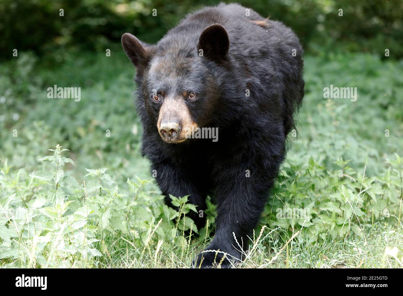 American bear (URSUS AMERICANUS) in Thoiry zoo park, France Stock Photo