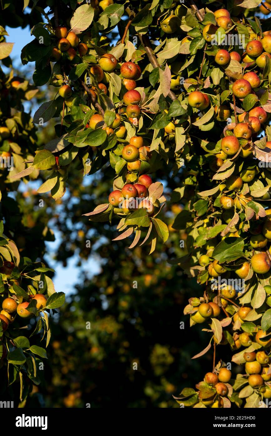 Apple tree in Eure, France Stock Photo Alamy