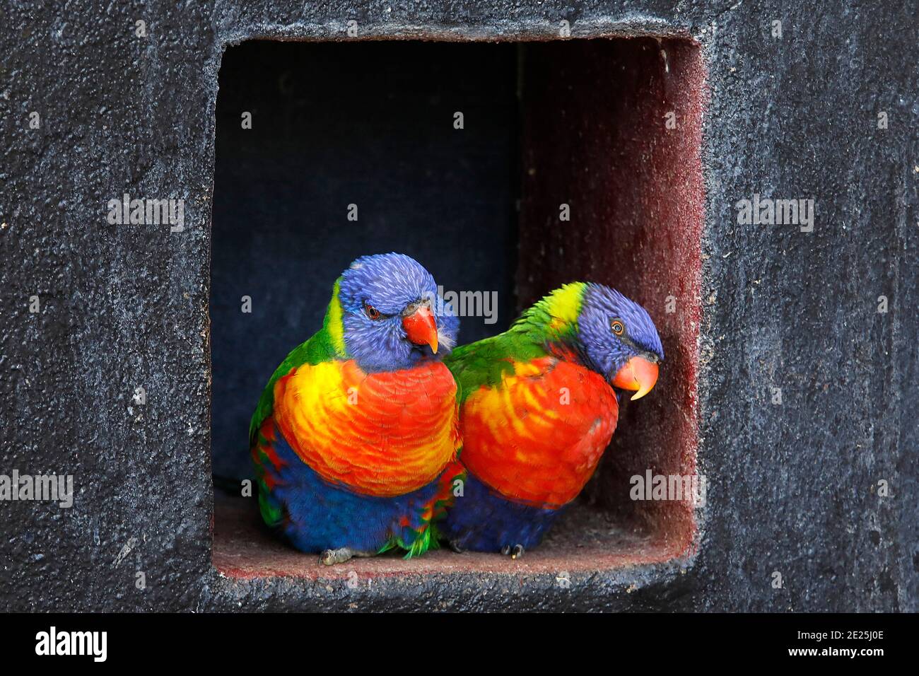 Eclectus parrot in Thoiry zoo park, France Stock Photo