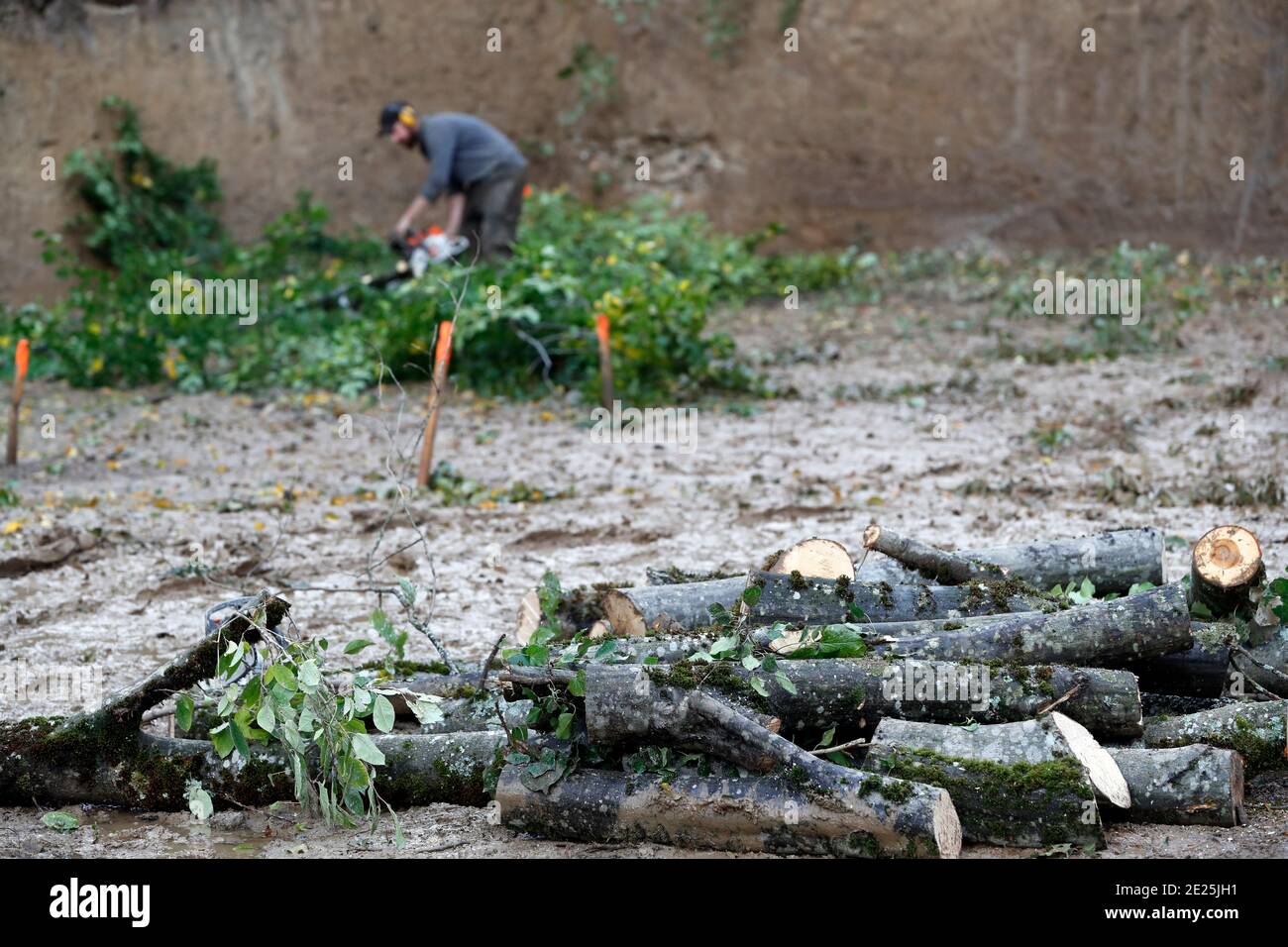 Lumberjack at work. France Stock Photo Alamy