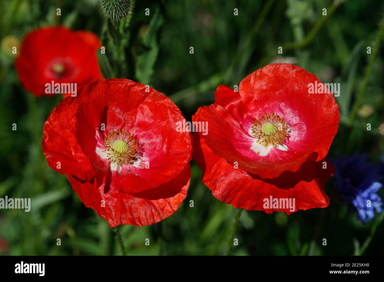 Red poppies in a field.  France. Stock Photo