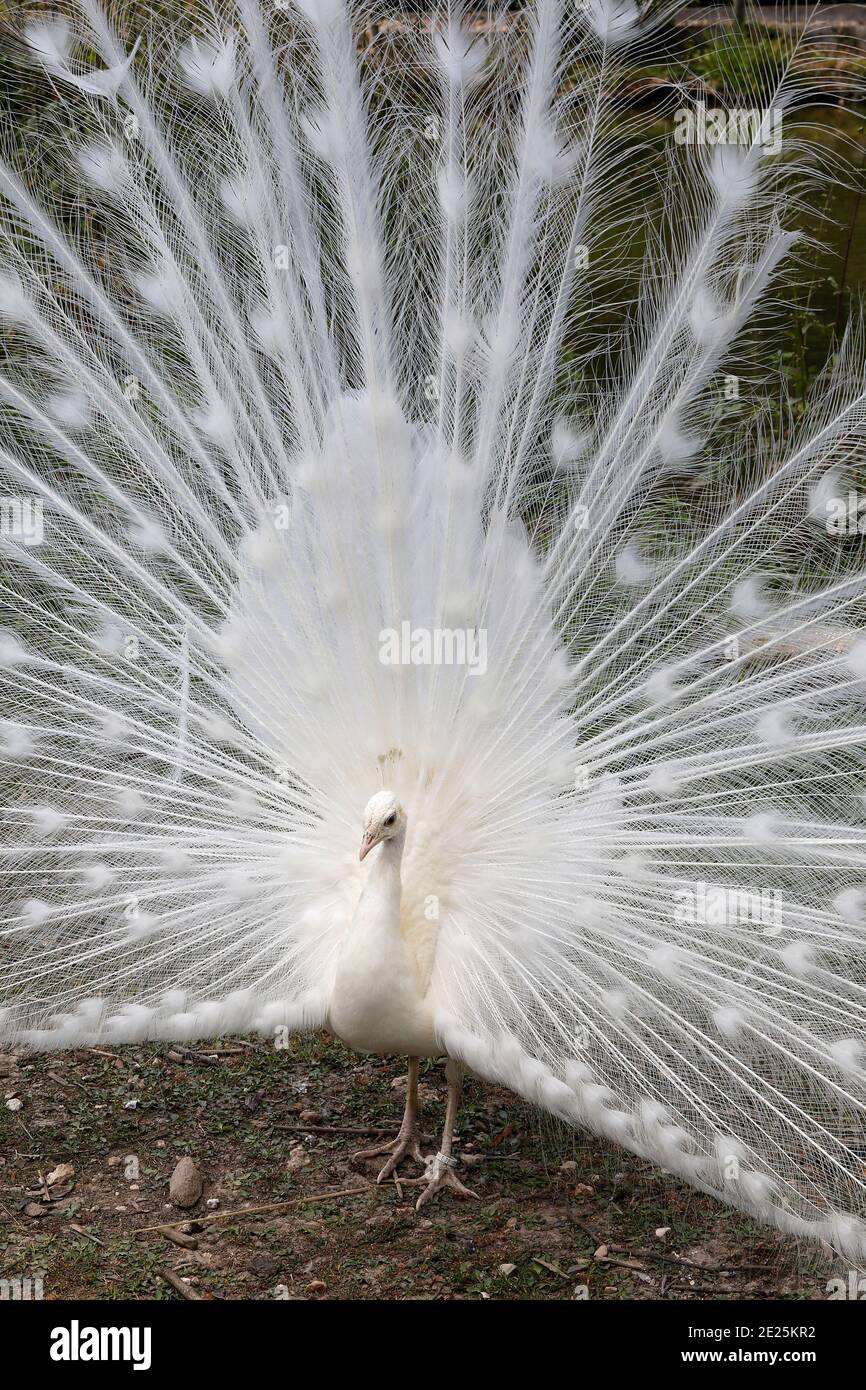 White peacock (PAVO CRISTATUS) in Thoiry zoo park, France Stock Photo