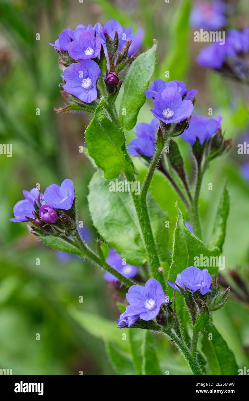 Rich, gentian blue flowers of Anchusa azurea 'Loddon Royalist'. Bugloss 'Loddon Royalist'. Alkanet,  Cape Forget-me-not Stock Photo