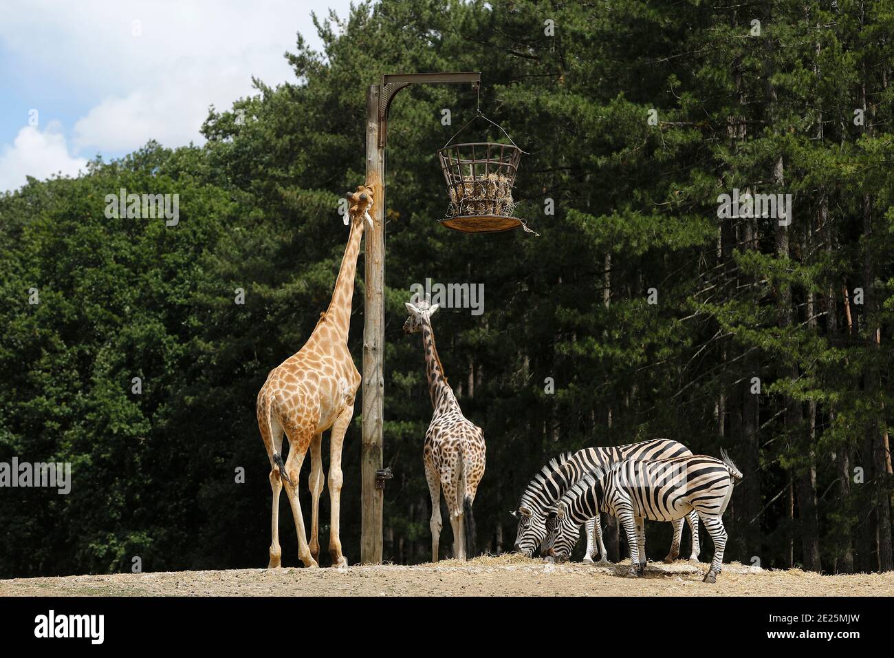 Zebras and giraffes in Thoiry zoo park, France Stock Photo
