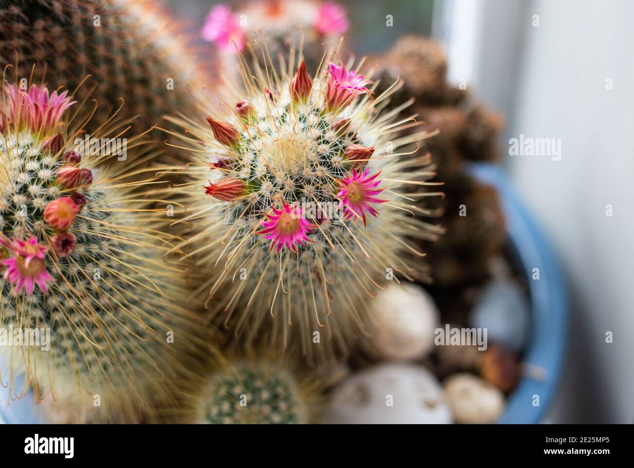 Home plant cactus hi-res stock photography and images - Alamy