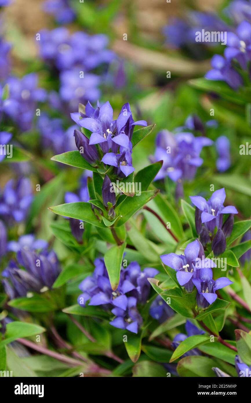 Purplish-blue tubular flowers of Gentiana dahurica, Dahurian Gentian. Stock Photo