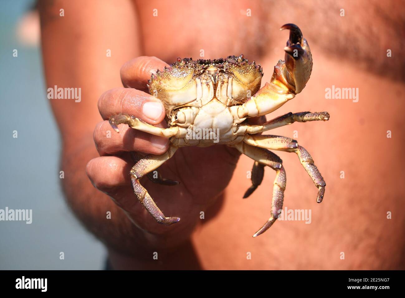 A man holding a crab Stock Photo