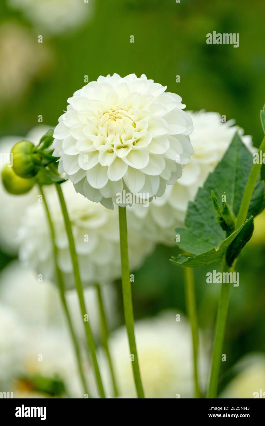 Ivory-white pompom dahlia 'White Aster' Stock Photo